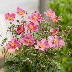 Anemone 'Fantasy Jasmine' - Szellőrózsa