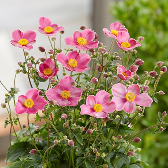 Anemone 'Fantasy Jasmine' - Szellőrózsa