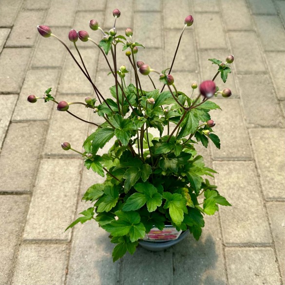 Anemone 'Fantasy Jasmine' - Szellőrózsa