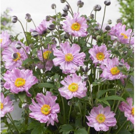 Anemone 'Fantasy Pocahontas' - Szellőrózsa