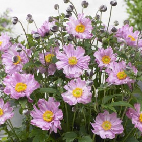 Anemone 'Fantasy Pocahontas' - Szellőrózsa