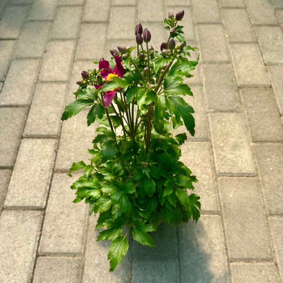 Anemone 'Fantasy Red Riding Hood' - Szellőrózsa