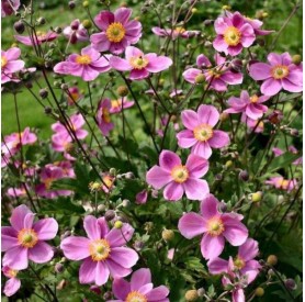 Anemone hupehensis 'Praecox' - Szellőrózsa
