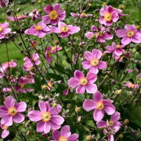 Anemone hupehensis 'Praecox' - Szellőrózsa