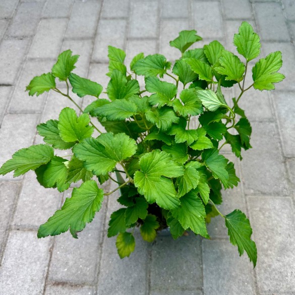 Anemone hupehensis 'Praecox' - Szellőrózsa