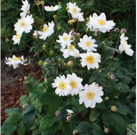 Anemone hupehensis 'Snow Angel' - Szellőrózsa