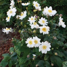 Anemone hupehensis 'Snow Angel' - Szellőrózsa