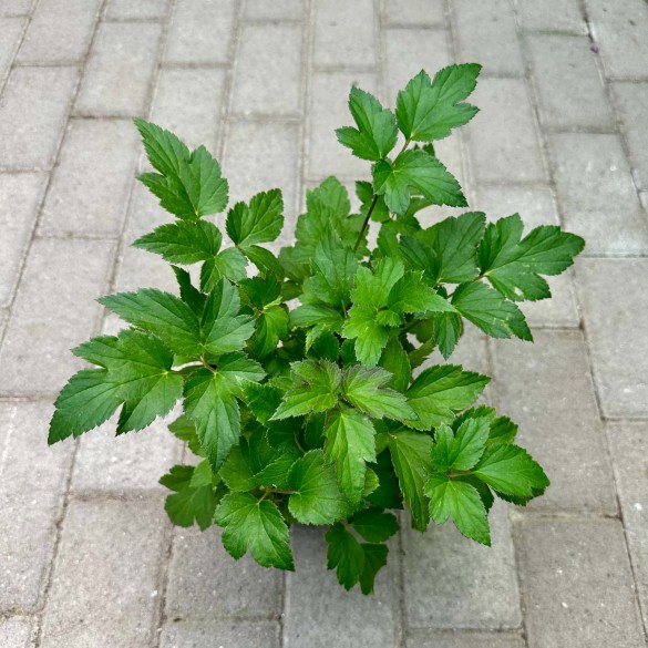 Anemone hupehensis 'Snow Angel' - Szellőrózsa