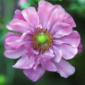 Anemone x hybrida 'Margarete' - Szellőrózsa