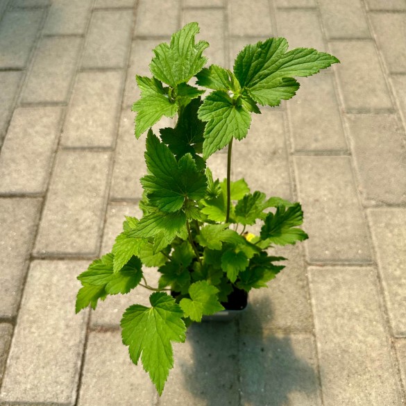 Anemone x hybrida 'Margarete' - Szellőrózsa