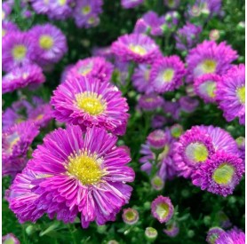Aster dumosus 'Amethyst' - Törpe őszirózsa