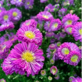 Aster dumosus 'Amethyst' - Törpe őszirózsa