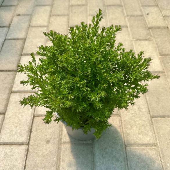 Aster dumosus 'Amethyst' - Törpe őszirózsa
