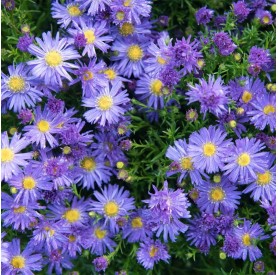 Aster dumosus 'Azurit' - Törpe őszirózsa