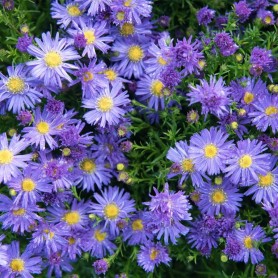 Aster dumosus 'Azurit' - Törpe őszirózsa