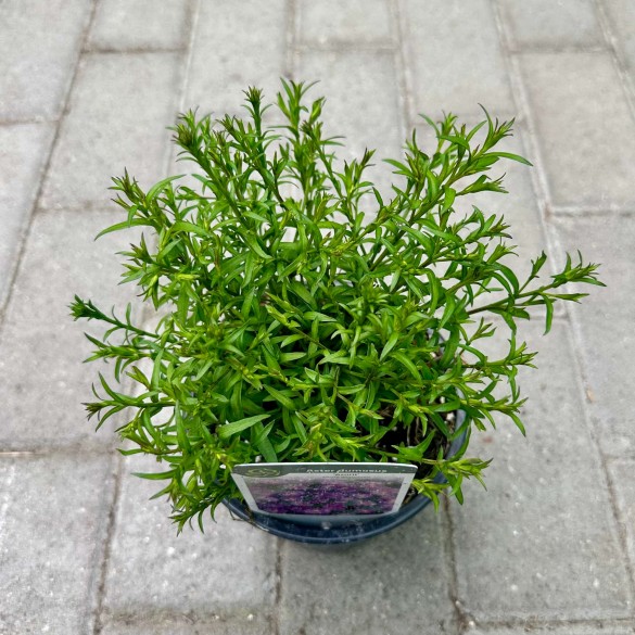 Aster dumosus 'Azurit' - Törpe őszirózsa