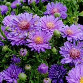 Aster dumosus 'Turmalin' - Törpe őszirózsa