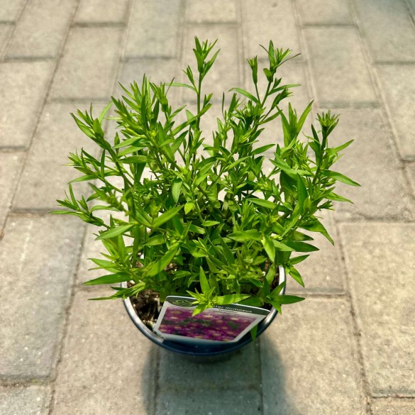 Aster dumosus 'Turmalin' - Törpe őszirózsa