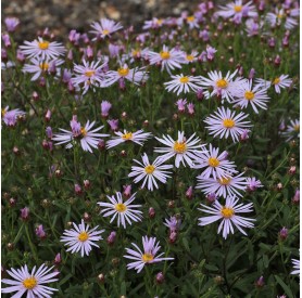 Aster pyrenaeus 'Lutetia' - Őszirózsa