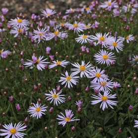 Aster pyrenaeus 'Lutetia' - Őszirózsa