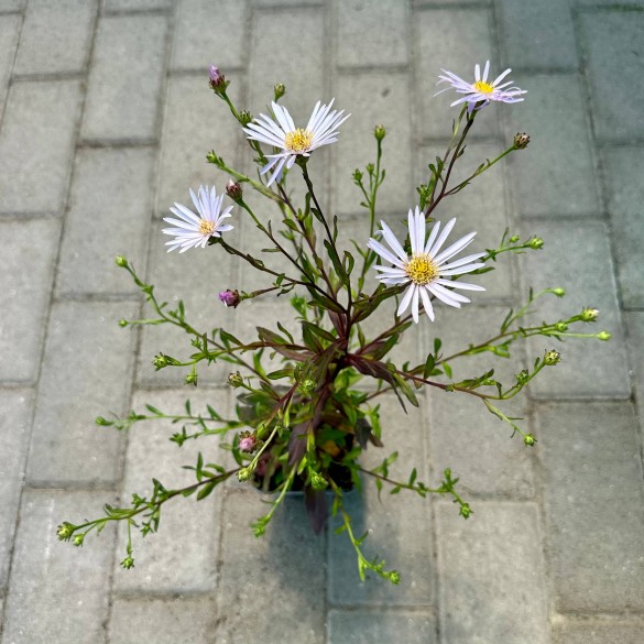 Aster pyrenaeus 'Lutetia' - Őszirózsa