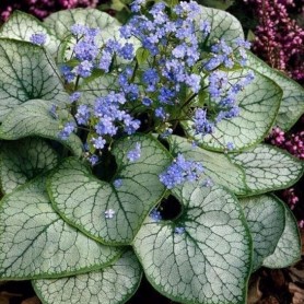Brunnera 'Alexander's Great' - Kaukázusi nefelejcs