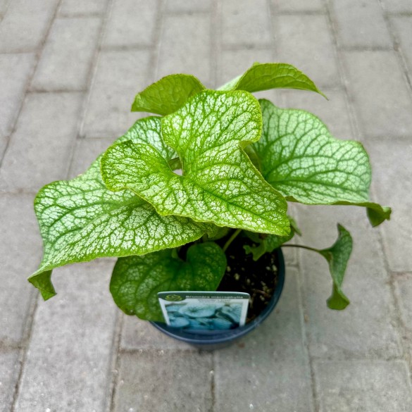 Brunnera 'Alexander's Great' - Kaukázusi nefelejcs