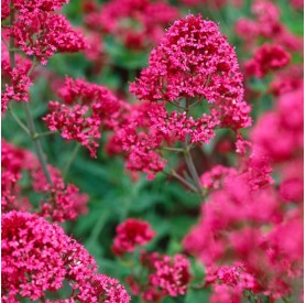 Centranthus ruber 'Coccineus' - Sarkantyúvirág