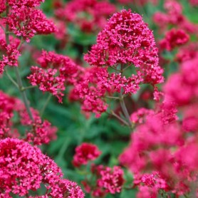 Centranthus ruber 'Coccineus' - Sarkantyúvirág