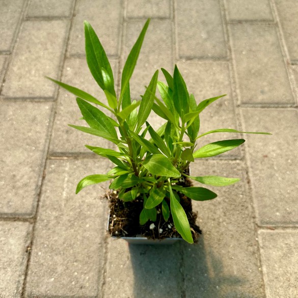 Centranthus ruber 'Coccineus' - Sarkantyúvirág