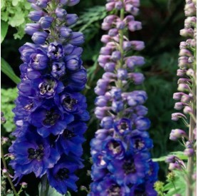 Delphinium 'Dark Blue Black Bee' - Szarkaláb