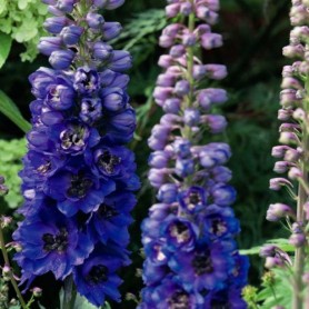 Delphinium 'Dark Blue Black Bee' - Szarkaláb