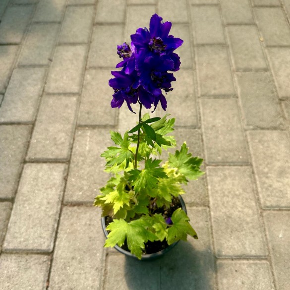 Delphinium 'Dark Blue Black Bee' - Szarkaláb