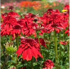 Echinacea 'Eccentric' - Kasvirág