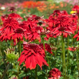 Echinacea 'Eccentric' - Kasvirág
