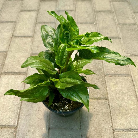Echinacea 'Eccentric' - Kasvirág