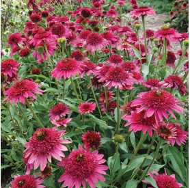 Echinacea 'Giddy Pink' - Kasvirág