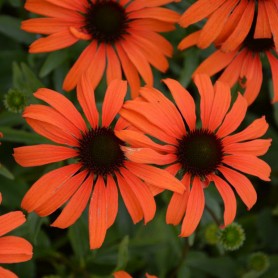 Echinacea 'Tangerine Dream' - Kasvirág