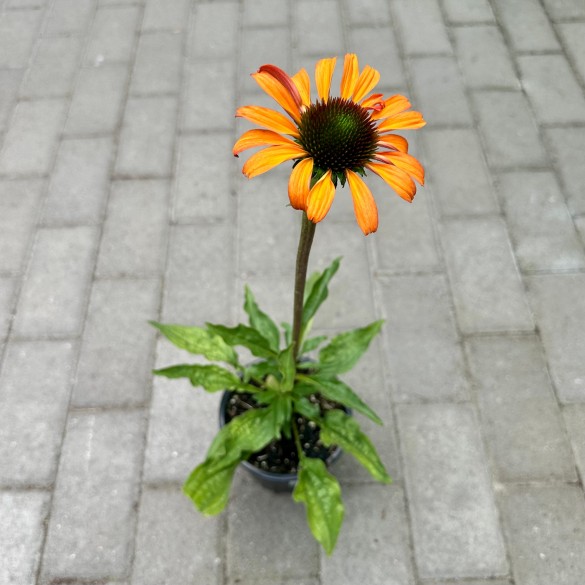 Echinacea 'Tangerine Dream' - Kasvirág