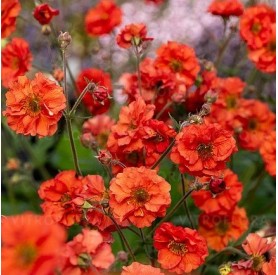 Geum 'Grande Rosso' - Gyömbérgyökér