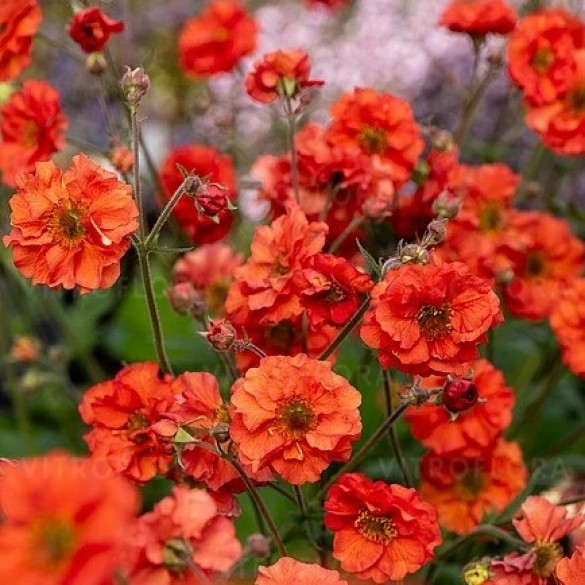 Geum 'Grande Rosso' - Gyömbérgyökér
