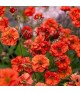 Geum 'Grande Rosso' - Gyömbérgyökér