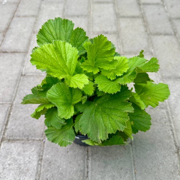 Geum 'Grande Rosso' - Gyömbérgyökér