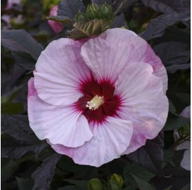 Hibiscus 'Perfect Storm' - Mocsári hibiszkusz