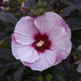 Hibiscus 'Perfect Storm' - Mocsári hibiszkusz