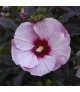 Hibiscus 'Perfect Storm' - Mocsári hibiszkusz