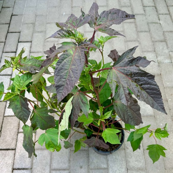 Hibiscus 'Perfect Storm' - Mocsári hibiszkusz