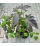 Hibiscus 'Perfect Storm' - Mocsári hibiszkusz