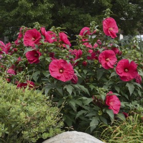 Hibiscus 'Summer In Paradise' - Mocsári hibiszkusz