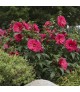 Hibiscus 'Summer In Paradise' - Mocsári hibiszkusz
